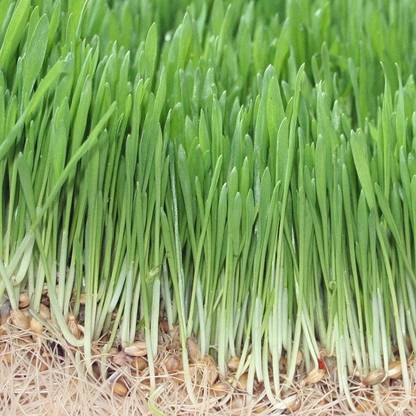 VibeX Wheatgrass Seed