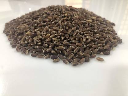 Biosnyg Black Wheat Seeds | Triticum Aestivum 1000 Seeds Seed