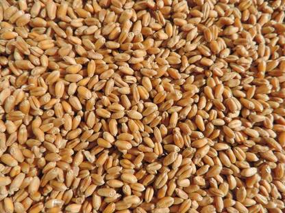 VibeX Wheatgrass Seeds Seed