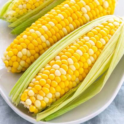 ginnienterpris Sweet corn Seed