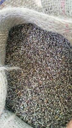 VibeX Wheatgrass Seed
