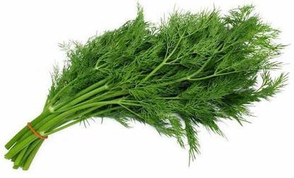 Paudha Dill soya Seed