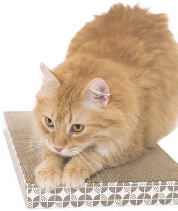 DogTrust Cat Scratching Pad