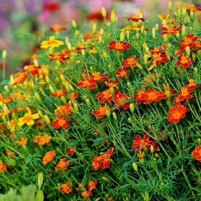 VibeX ™ PUSA-701 Marigold Red Gem Seeds - Tagetes tenuifolia Seed