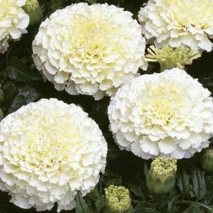 Shree Jee ALPINE WHITE MARIGOLD SEEDS, WHITE MARIGOLD Seed