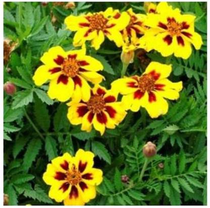WILLVINE MARIGOLD DWARF FRENCH LEGION D’ONORE Seed