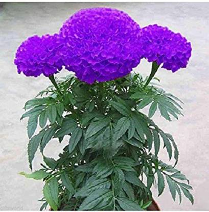 VibeX Marigold Seed