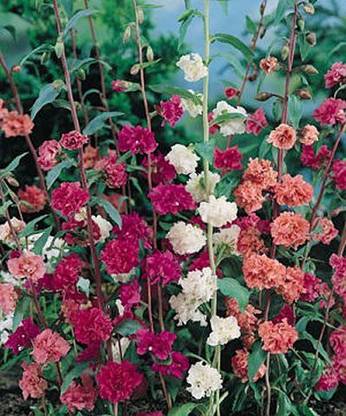 XOLDA Clarkia elegans double mix Seed