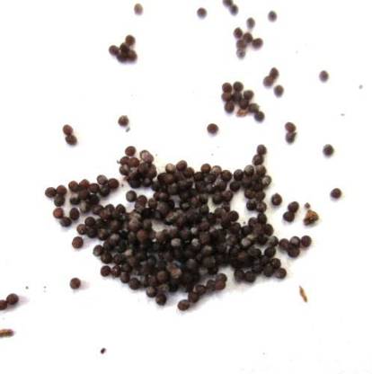 GRAH PRAVESH Petunia flower seeds, Solanaceae family Seed