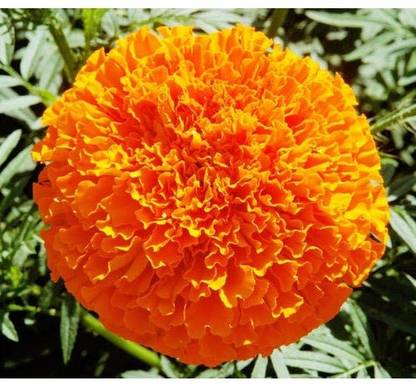 CRGO ™ PUSA-465 African Marigold Hybrid Hedge Garden Seed