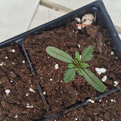 VibeX ™ PUSA-565 Marigold (French) Dwarf Double Mixed Seed