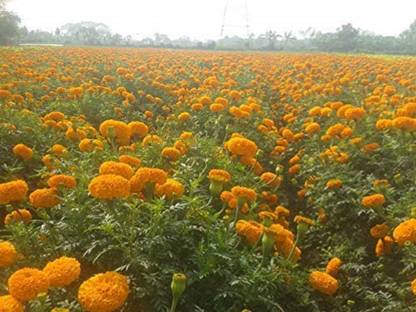 WILLVINE Marigold Seeds African Giant - 80% Germination Seed