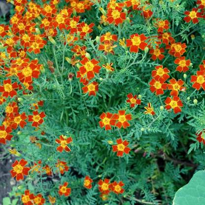 WILLVINE Marigold Red Gem Seeds - Tagetes tenuifolia Seed