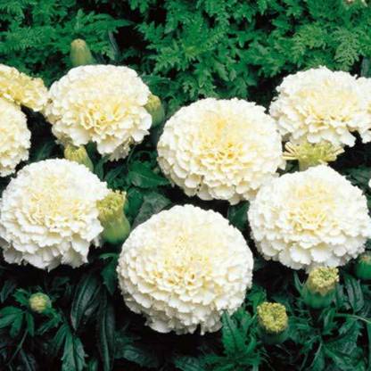 TRICONE Flower Seeds Marigold F1 Hybrid White Vanilla Flower Seeds WDM15 Seed