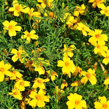 WILLVINE ™Marigold African Tagetes Lemon Gem Seeds Seed