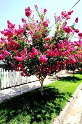 Infinite Green Largestonia Red Flower plant Seed