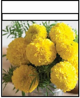 CRGO ® IARI-358 Marigold Hybrid Yellow Seed