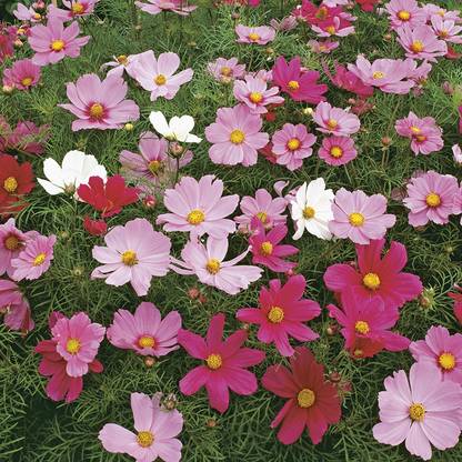 M-Tech Gardens Rare Hybrid Cosmos " Dwarf Sensation " Exotic 30 Seed