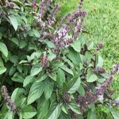 VibeX MARUA, MARJORAM, MARWA Seed