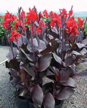 Infinite Green Red Leaf Canna Decorative Flower Plant Seed