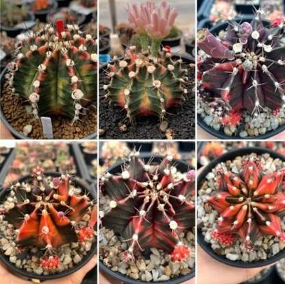 Srushtitraders cactus Gymnocalycium Seed