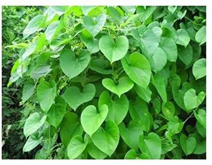 saraswati traders Giloy Plant