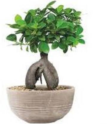 Starlink Ficus Plant