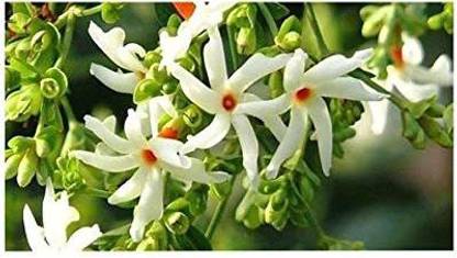 saraswati traders Parijat/Harsingar Plant