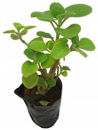 VANASPATI UDYAN Ajwine Plant