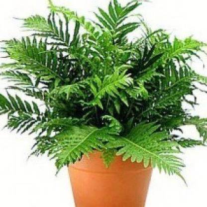 Grinian Fern Plant