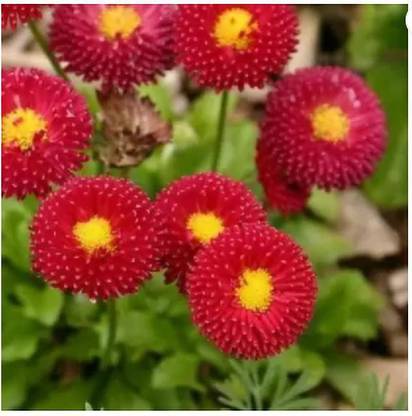 SHAANVI TRADERS Bellis Perensis Daisy red Seed