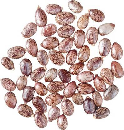 Annamar castor seed, castor Seed