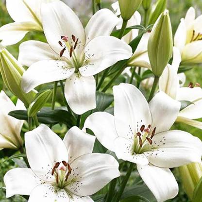 Sjeme LILIUM FLOWER BULBS Seed
