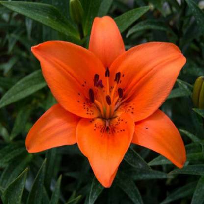 VibeX LILIUM FLOWER BULBS, LILY Seed