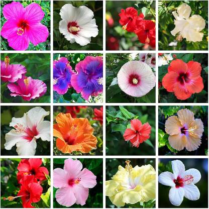 Hibiscus Flowers Seeds, Color: Gray/Peach 20 Seeds Qty