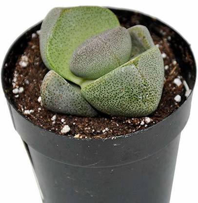 ExoticRare Split Rock Plant