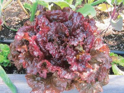 Paudha Lettuce Red Seed