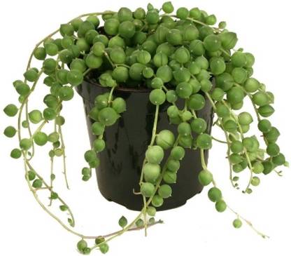 Devbooti String of Pearls