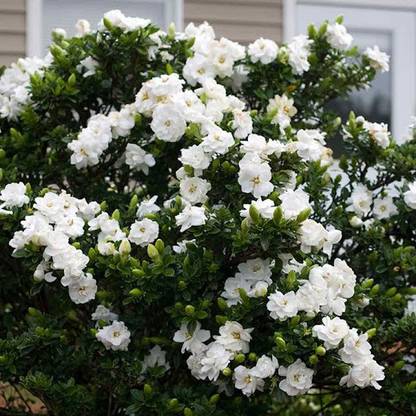 saraswati traders Night Bloom Jasmine Plant