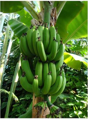 Heaven Of Saplings Banana Plant