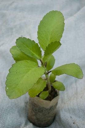 VANASPATI UDYAN Bryophyllum Pinnatum/Patharchatta Plant