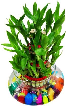 AGAMI Three Layer Bamboo Plant