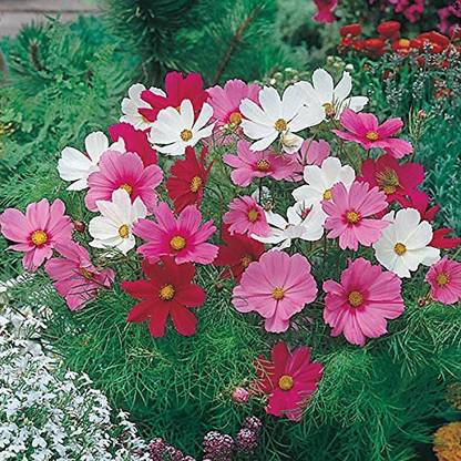 CYBEXIS Gardens Rare cosmos flower" Dwarf Sonata Mixed" Ornamental flower Seeds Seed