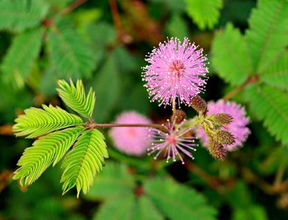 Greenwill Mimosa / Touch Me Not -flower Seeds/ Chui Mui Plant Seeds (Mimosa Pudica) Seed