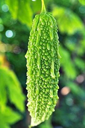 VibeX LXI-22 - Bitter Gourd (Karela) - (300 Seeds) Seed