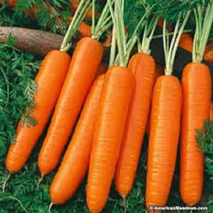 VibeX carrot Seed