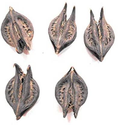 Herbocure Bat head rood seed, Devil Pods, Evil Pods Seed