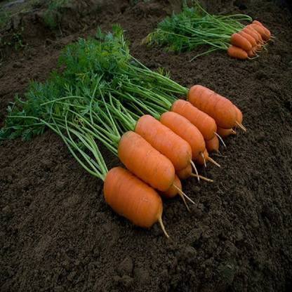 VibeX Carrot Seed