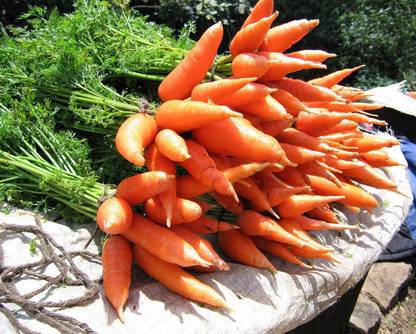 VibeX Carrot Seed