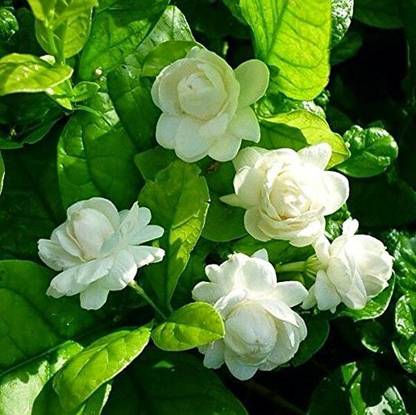 JR GLOBLE Jasmine Plant